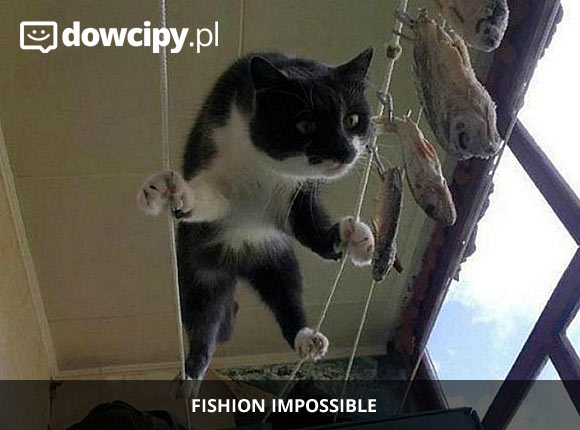 Fishion impossible