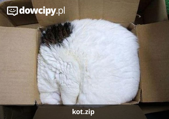 https://www.dowcipy.pl/images/9769_kot_zip.jpg