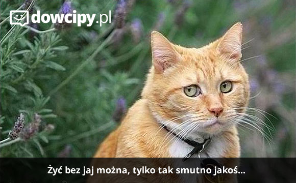 Żyć bez jaj można, tylko tak smutno jakoś...