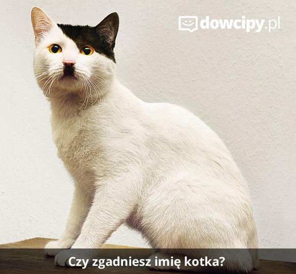 Czy zgadniesz imię kotka?