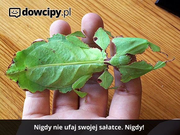 Nigdy nie ufaj swojej sałatce. Nigdy!