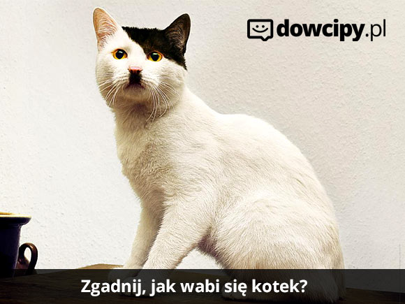 Zgadnij, jak wabi się kotek?