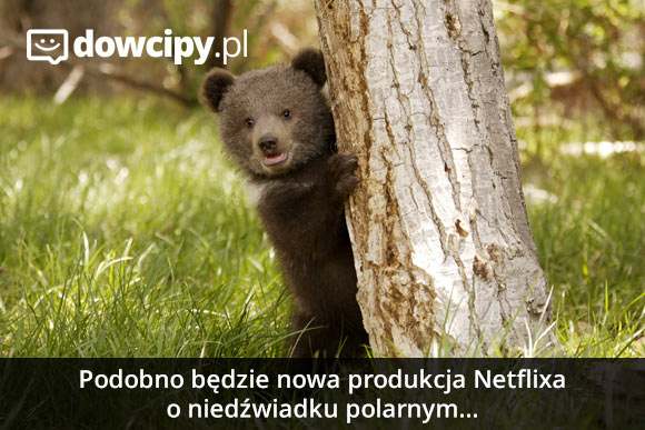 Podobno będzie nowa produkcja Netflixao niedźwiadku polarnym...